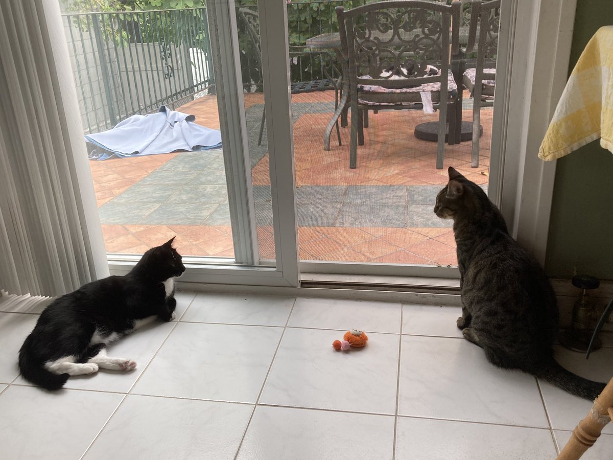 DapperGirlCat's tweet photo. My mom is slowly introducing me to my two new brothers from outside. Captain Kirk is a bit anxious. Trying to convince him it’s totally worth living indoors. He’s not falling for it. 😕#CatsOnTwitter #catsofinstagram https://t.co/DgpTqwtcM8