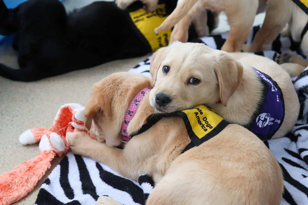 When you raise a puppy, you are helping create a life-long companion and resource for one in need. The next time someone asks you why you puppy raise while knowing you'll eventually give up the dog, educate them on all the lives that have changed since having a service dog.