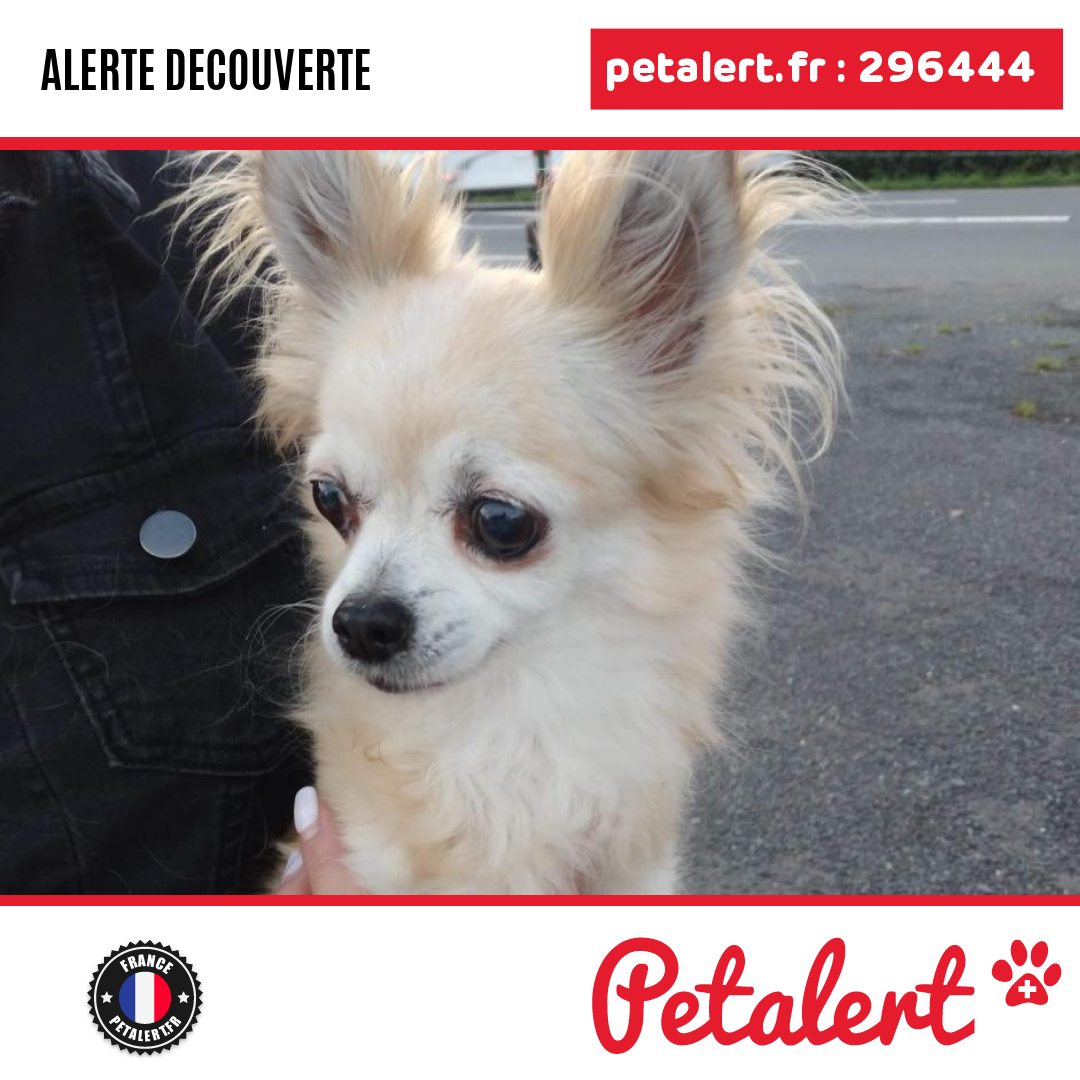 petalert_france's tweet photo. Trouvé #Chien #Calvados #Dozule #Petalert #PetAlert14 / https://t.co/6mVSfl1iq7 https://t.co/LDVrjurHak