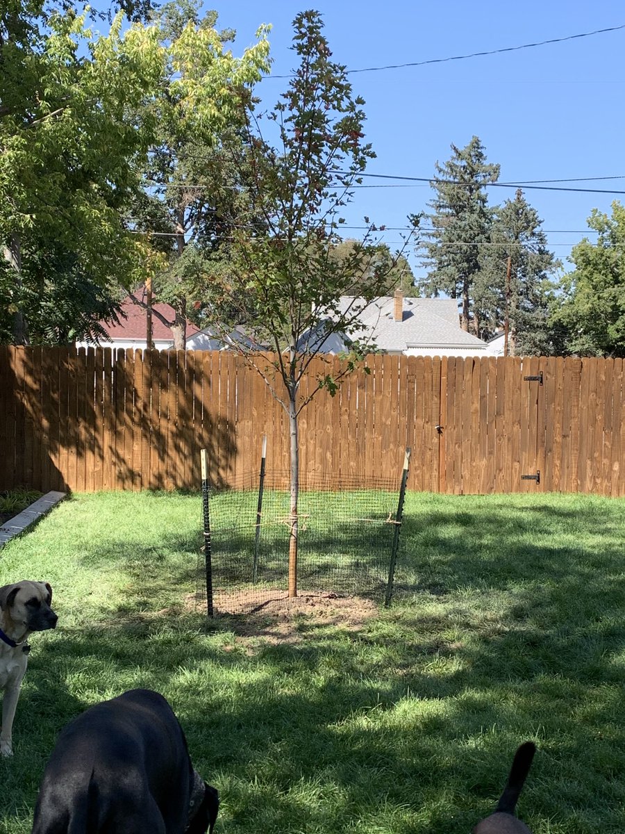 Planting complete. Welcome to the yard, autumn Blaze Maple!