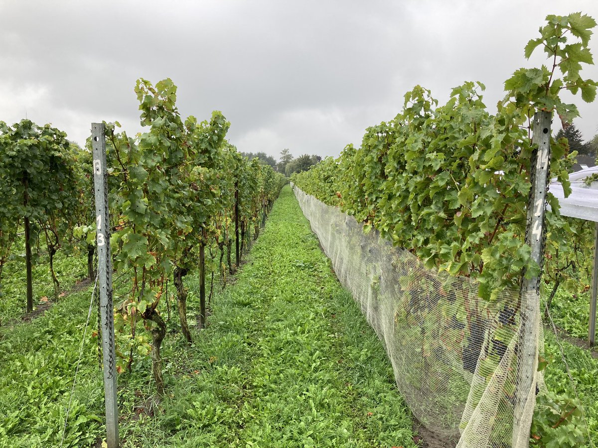 Leuk om te mogen helpen met het binnen halen van de druivenoogst in mijn eigen woonplaats Made! Binnenkort is het resultaat te bestellen via delinie.nl 🍷