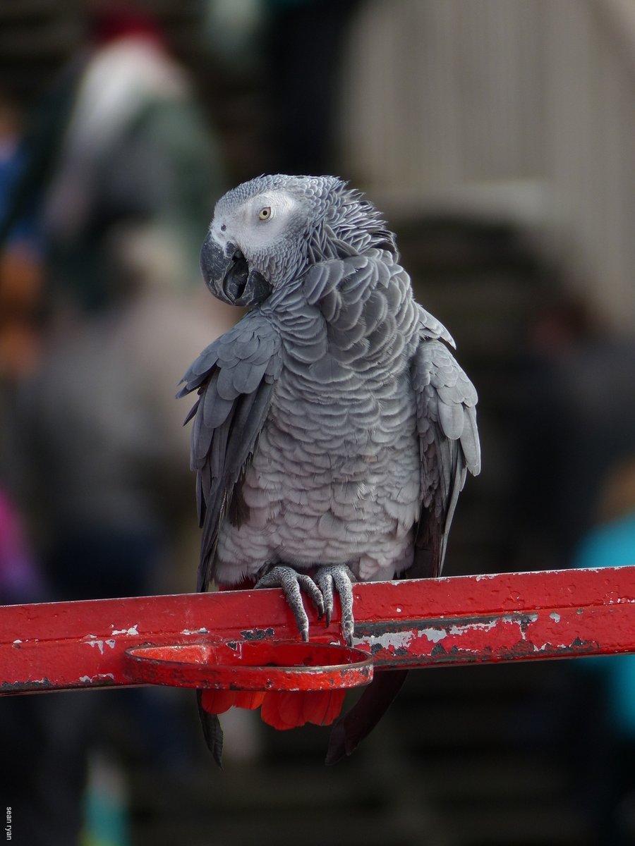 blearytheory's tweet photo. Beautiful parrot on the beach pier
#scheveningen #beach #parrot https://t.co/q3uV2jyu1Y