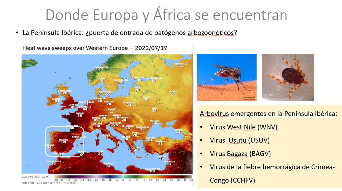 Virusemergentes's tweet photo. Virus como West Nile ("Nilo Occidental" #WNV), Usutu (#USUV), Bagaza (#BAGV) o fiebre hemorrágica de Crimea-Congo (#CCHFV), han hecho su aparición por 1ª vez en España en ese corto período. Todos son de origen africano y la cercanía con este continente es un riesgo https://t.co/YbmsVxdsYD