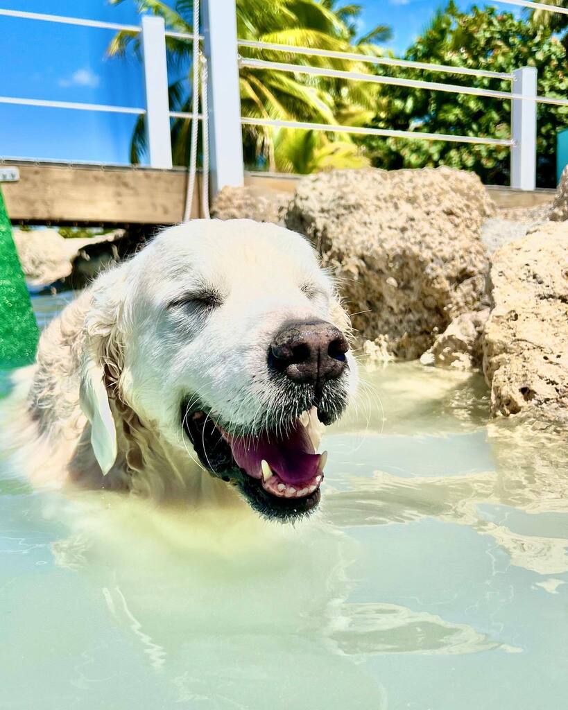 TheGoldenRatio4's tweet photo. CBGB enjoying a nice warm soak https://t.co/e4G7T5Gorv