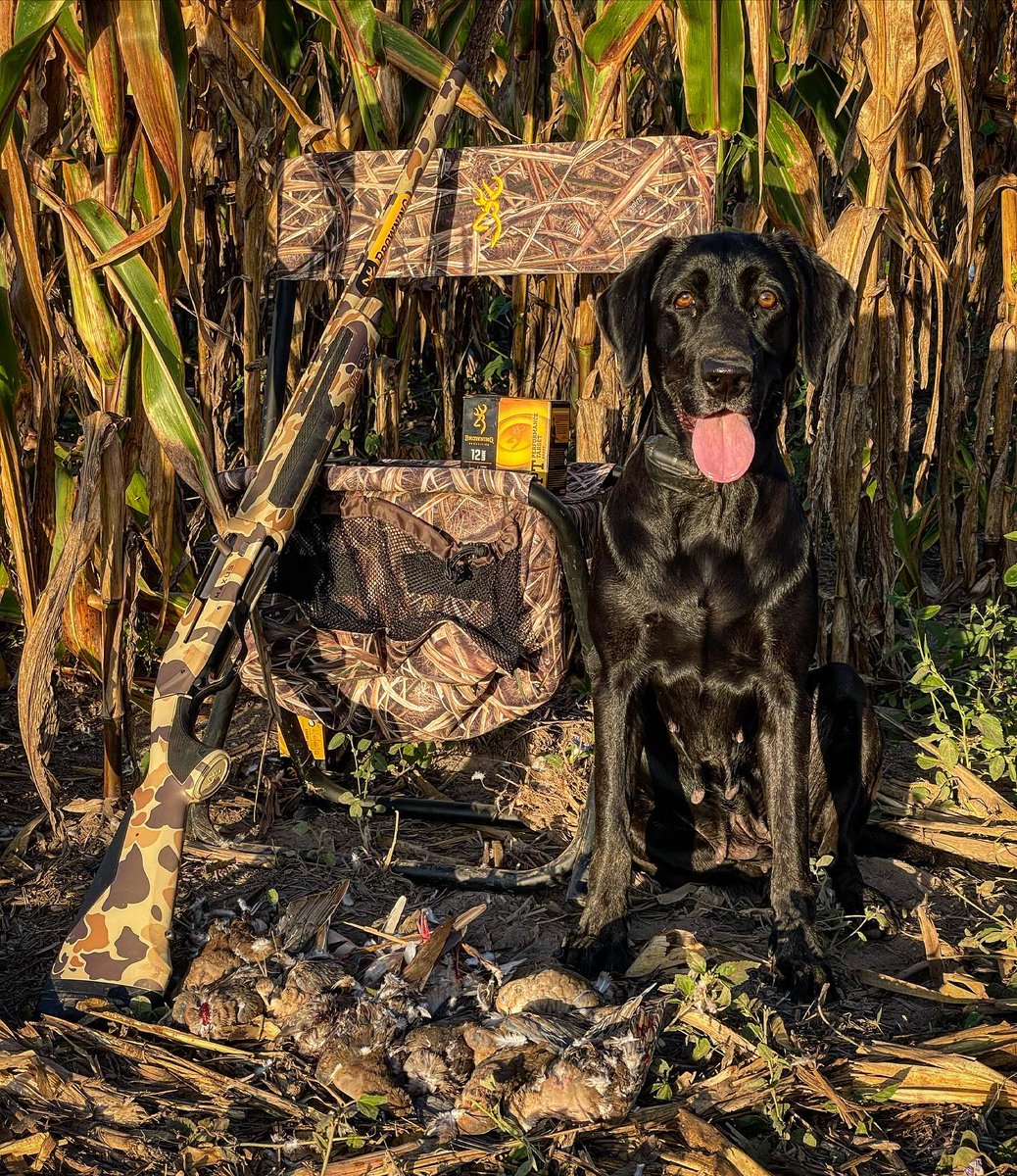 BrowningAmmo's tweet photo. How has your dove season been so far?
.
📸: @HuntTheBreak
.
#DoveHunting #Upland #FallHunting #DoveSeason https://t.co/FK3Ly9rOiP