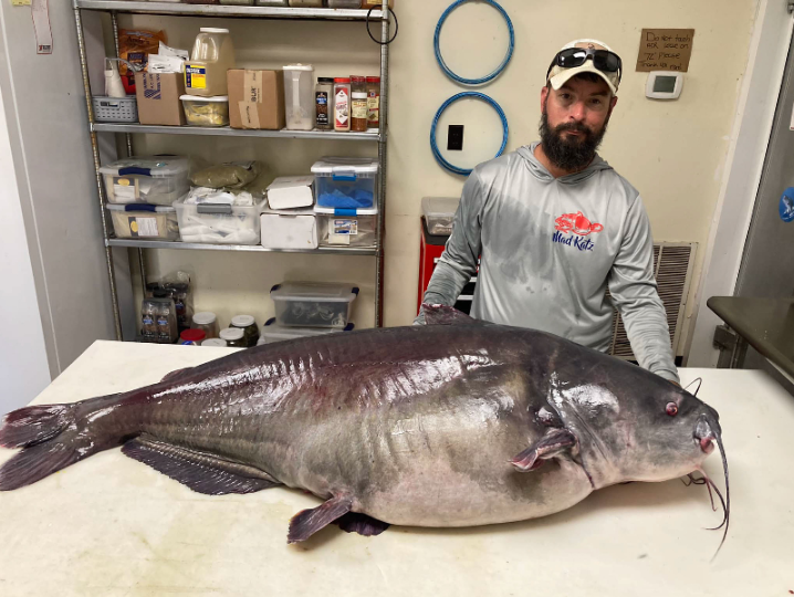 WFLA's tweet photo. WOW! A fisherman in Tennessee caught this 118-pound blue catfish, which could actually be the biggest catfish ever caught in that state. Also, don't worry, the fish was released back to the river where it belonged. Read more: https://t.co/qwOlNjJHcT https://t.co/GG9ucEfZMb