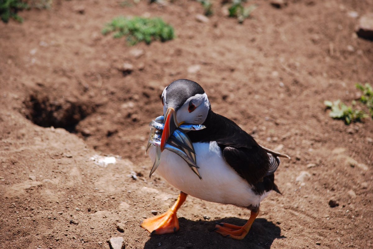Maria53526114's tweet photo. I was lucky to be on Skomer  in June and saw some wonderful puffins and a few photos from that visit for super seabird Sunday  🤗 @WTWales https://t.co/5Lr1skfuPC