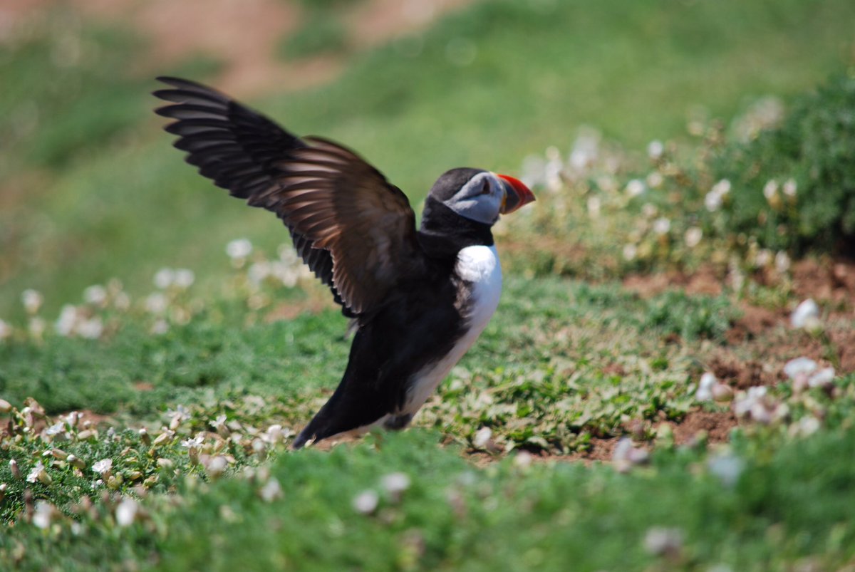 Maria53526114's tweet photo. I was lucky to be on Skomer  in June and saw some wonderful puffins and a few photos from that visit for super seabird Sunday  🤗 @WTWales https://t.co/5Lr1skfuPC