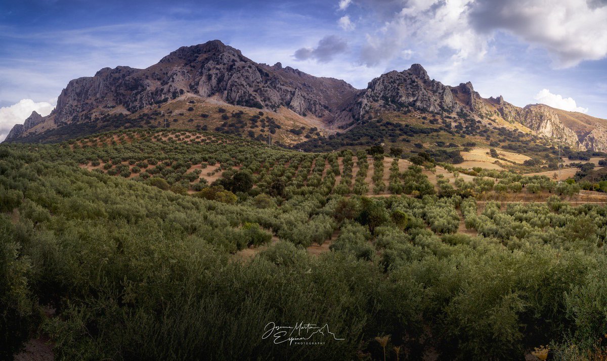 josemaitis's tweet photo. Andalucía or Oliveland. https://t.co/K35TlbgdGQ