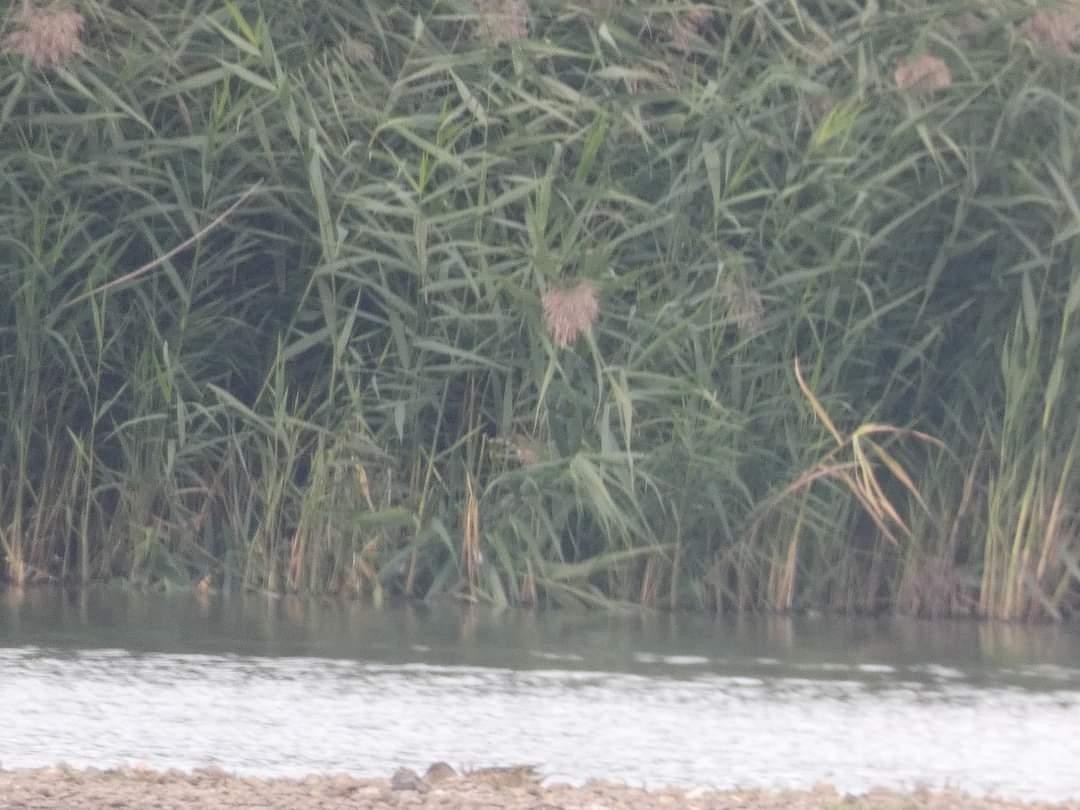 the_yoshmeister's tweet photo. Wonderful wwt London highlights #birdphotography #birds #birdwatching #birding #BirdersTwitter #TwitterNatureCommunity #TwitterNaturePhotography #nature #NaturePhotography #NatureIsAwesome #wildlife #wildlifephotography #birdsoflondon https://t.co/Sz0npHNPZr