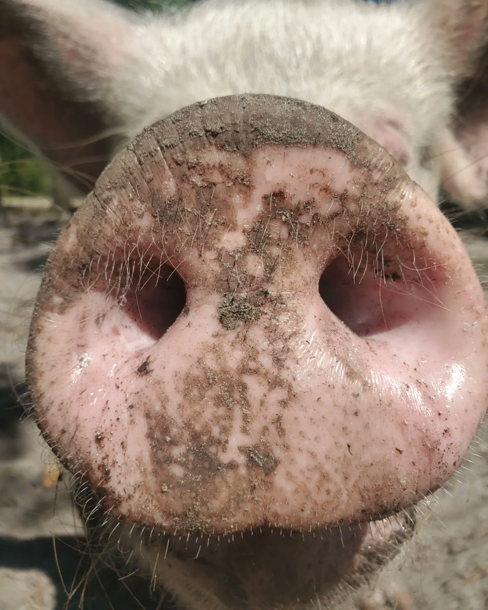 SanctuaryFlip's tweet photo. This #snoutsunday brought to you by Asher. We know he was just in the last post but when he gives you the perfect snout shot, you just have to use it.
This time, 4 years ago, he was living in the woods just trying to survive.
Read more--->https://t.co/cdDaHXEfIT https://t.co/3bYeYf67Dg