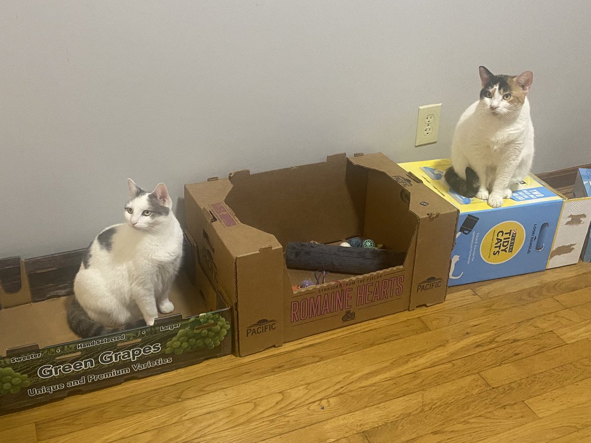 PurrfectPaws4's tweet photo. All aboard!!#catboxsunday ,#CatsOnTwitter https://t.co/WCmYpcaVw3