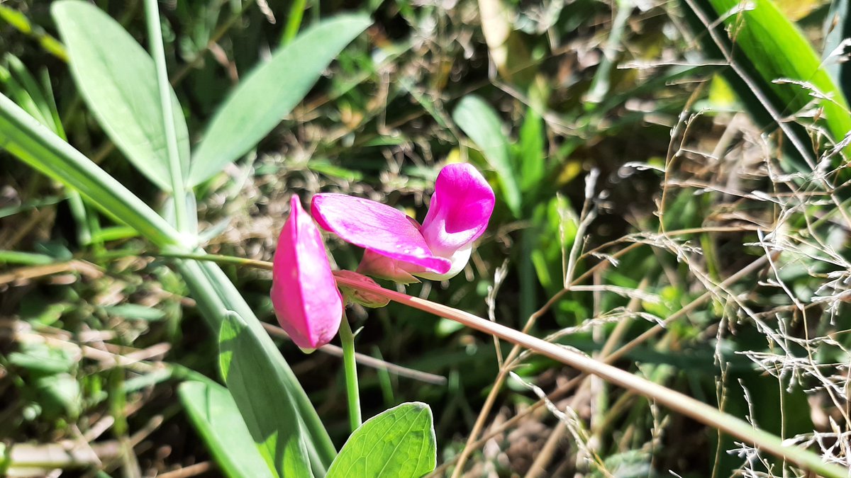 inja5248's tweet photo. #wildflowerhour in de #Kwegt @Limb_Landschap 💚
#aardaker
#moerasandoorn
#Rode_Klaver
#perzikkruid https://t.co/I6A5fhJMuS