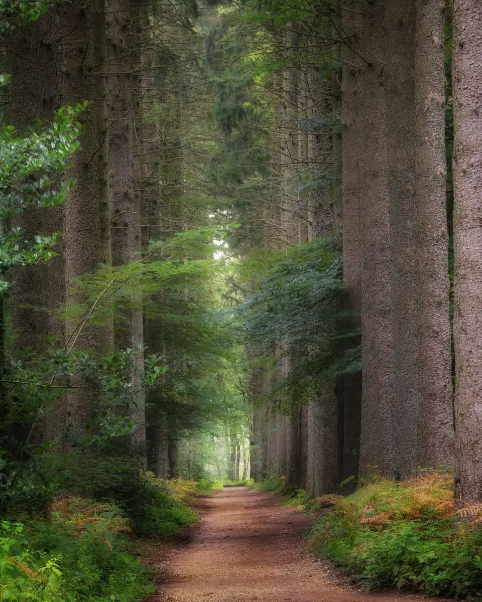 Deniss000008's tweet photo. Enchanted forest, Netherlands. https://t.co/9nyZoucYlq