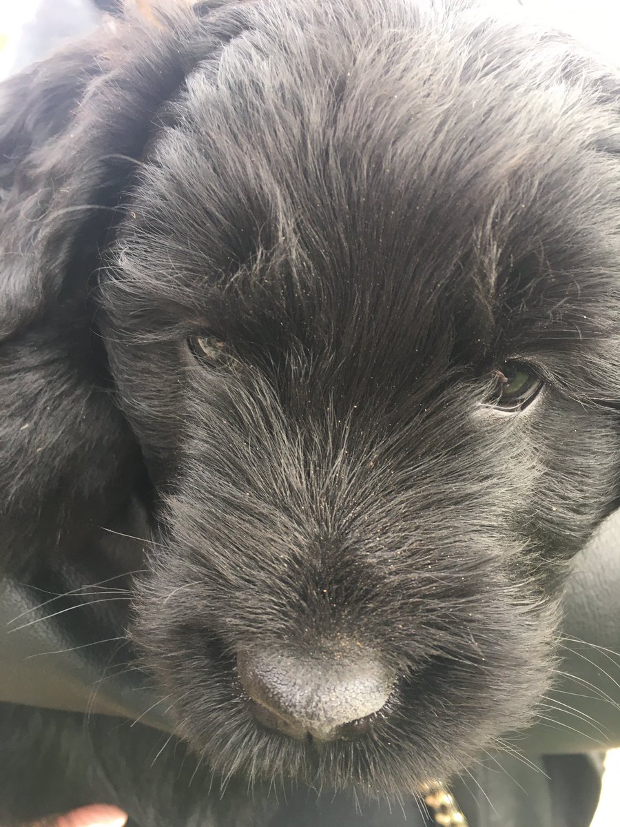 Yvette_Swan's tweet photo. Šodien iepazinos ar 8 fantastiskiem kucēniem&amp;viņu vecākiem - skaisto mammu (šokolādes krāsas labradors) un tēti-lielisko Krievu melno terjeru. Pāris mazie mīluļi vēl gaida savus saimniekus-vai varu lūgt padalīties ar šo ziņu @san_poki @KrastaIelasSuns @ThatDornCat @barintiesa ? https://t.co/55xI5wK4jf