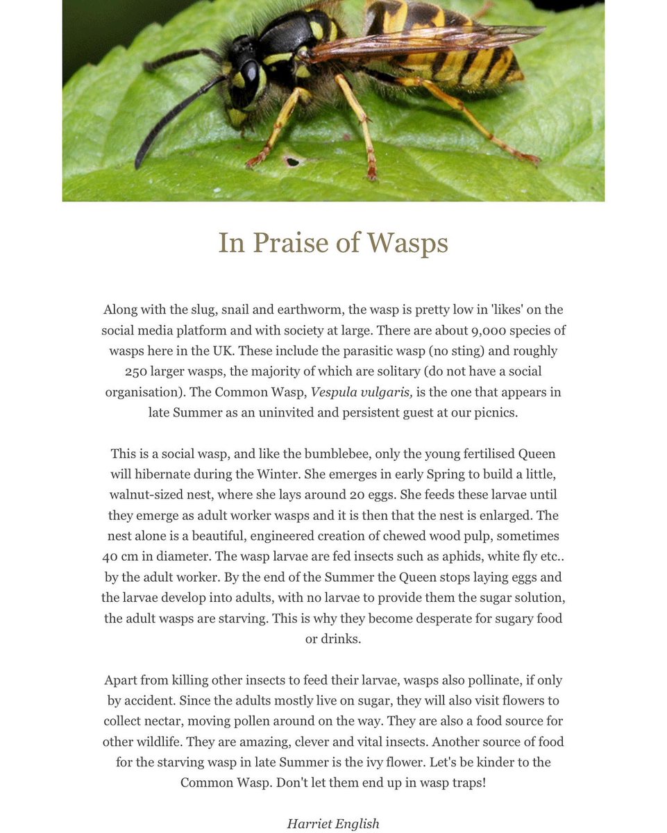 EnglishOutdoors's tweet photo. September Nature Notes is out now https://t.co/CY5UOtwfLO @SpruceEats @WildlifeTrusts @ottolenghi @BnRExpress @wigsandwords https://t.co/SBPEoLjXDh