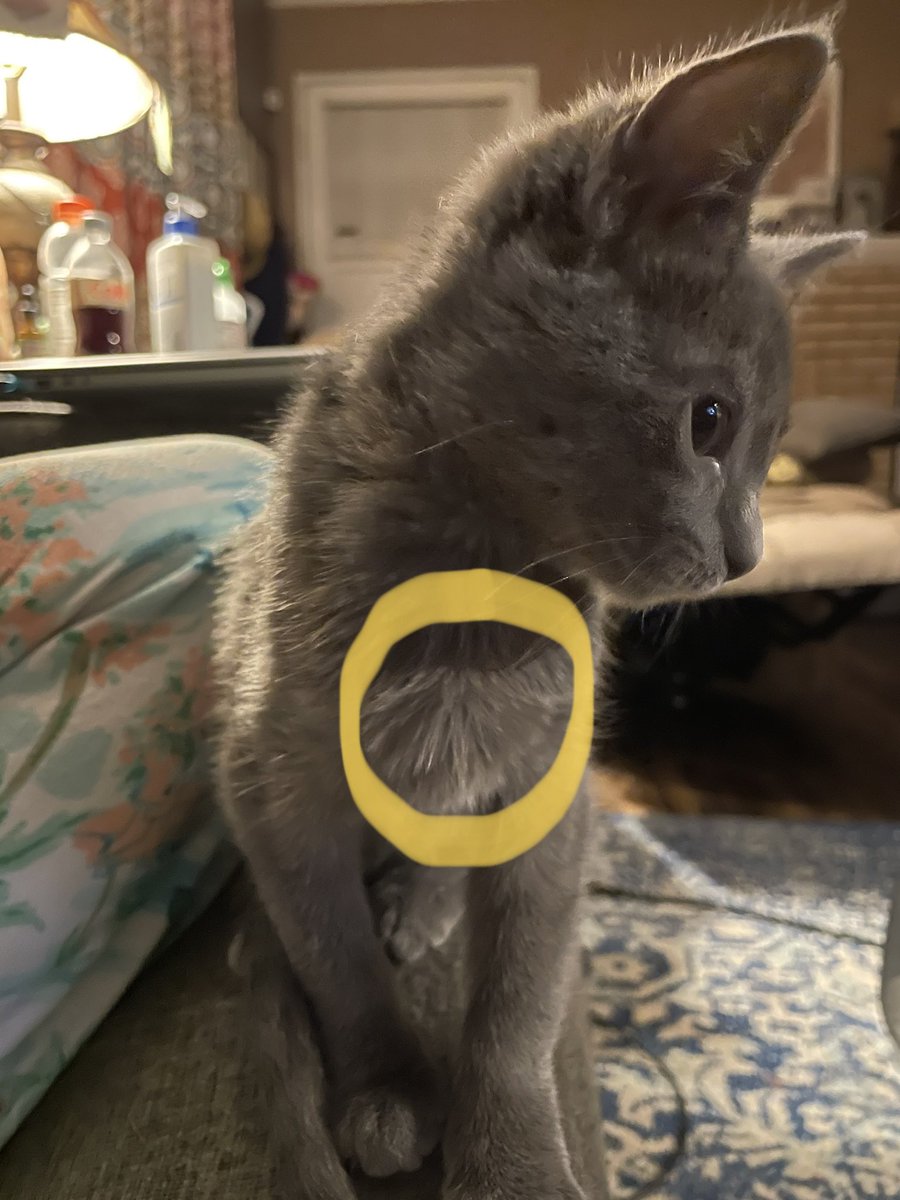 Omar will drink water with a little chicken baby food added! Win! Question for others: do some kitties have a pointy bone in the area circled? #CatsofTwittter #CatsOfTwitter #Cat #Kitten #KittensOfTwitter #Meow