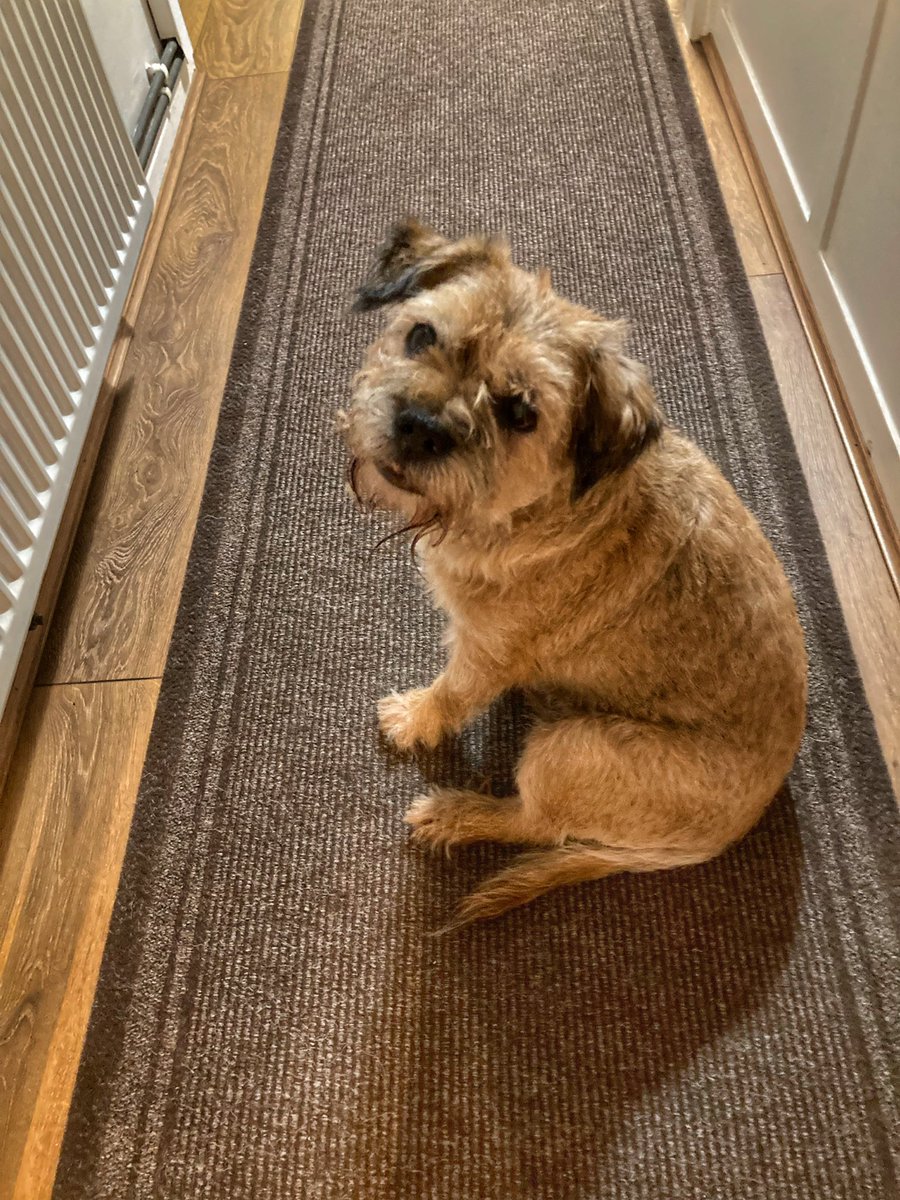 flyabout7's tweet image. Ol’ Muttley aka Hungry Horace. 

I fed him before we went out. He’s had snacks in the pub and now he’s begging for scraps as I sort myself out with some food. 

Give me strength! 🙄🤣