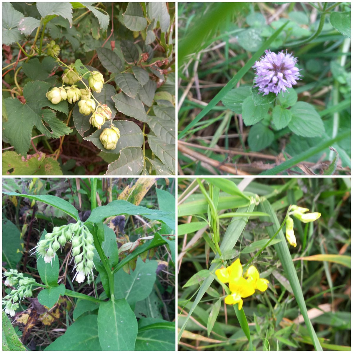 BellaGelata's tweet photo. Hop / Watermunt/ Gewone smeerwortel / Veldlathyrus
#wildflowerhourNL
Ronde Elfhoeven 
#ReeuwijksePlassen https://t.co/wK8dNiKuNy