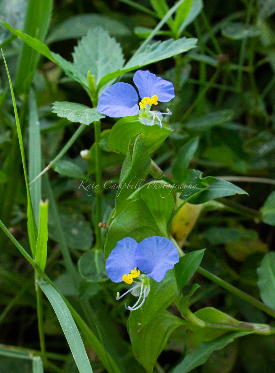 kcampbellphoto_'s tweet photo. I believe this is a Dayflower? Someone please correct me if I'm wrong 😬
#tulsaphotographer #oklahomaphotographer #skiatook #owasso #collinsville #catoosa #claremore #sandsprings #sperry #jenks #glenpool #tulsa #brokenarrow #exploreoklahoma #travelok https://t.co/c9QuS9MtMg