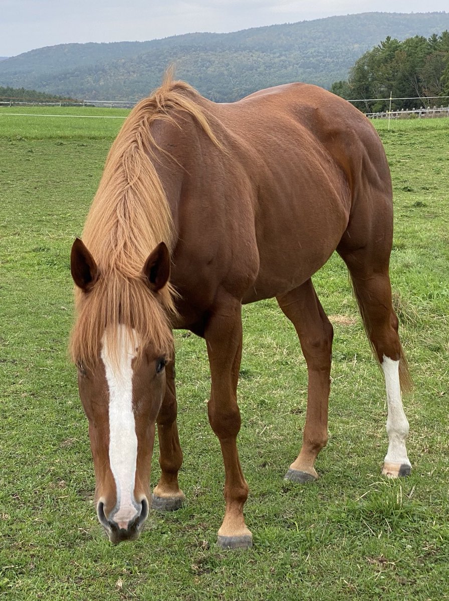 SaratogaGoose's tweet photo. She’s cute. #EnglishSoul #OTTB #FlyMaskBandit https://t.co/95zPfBEDf9