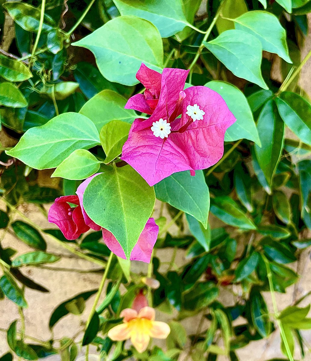 #silentsunday #clmooc I have, for so long, hated bougainvilleas for their thorns that I didn’t even know they did this.