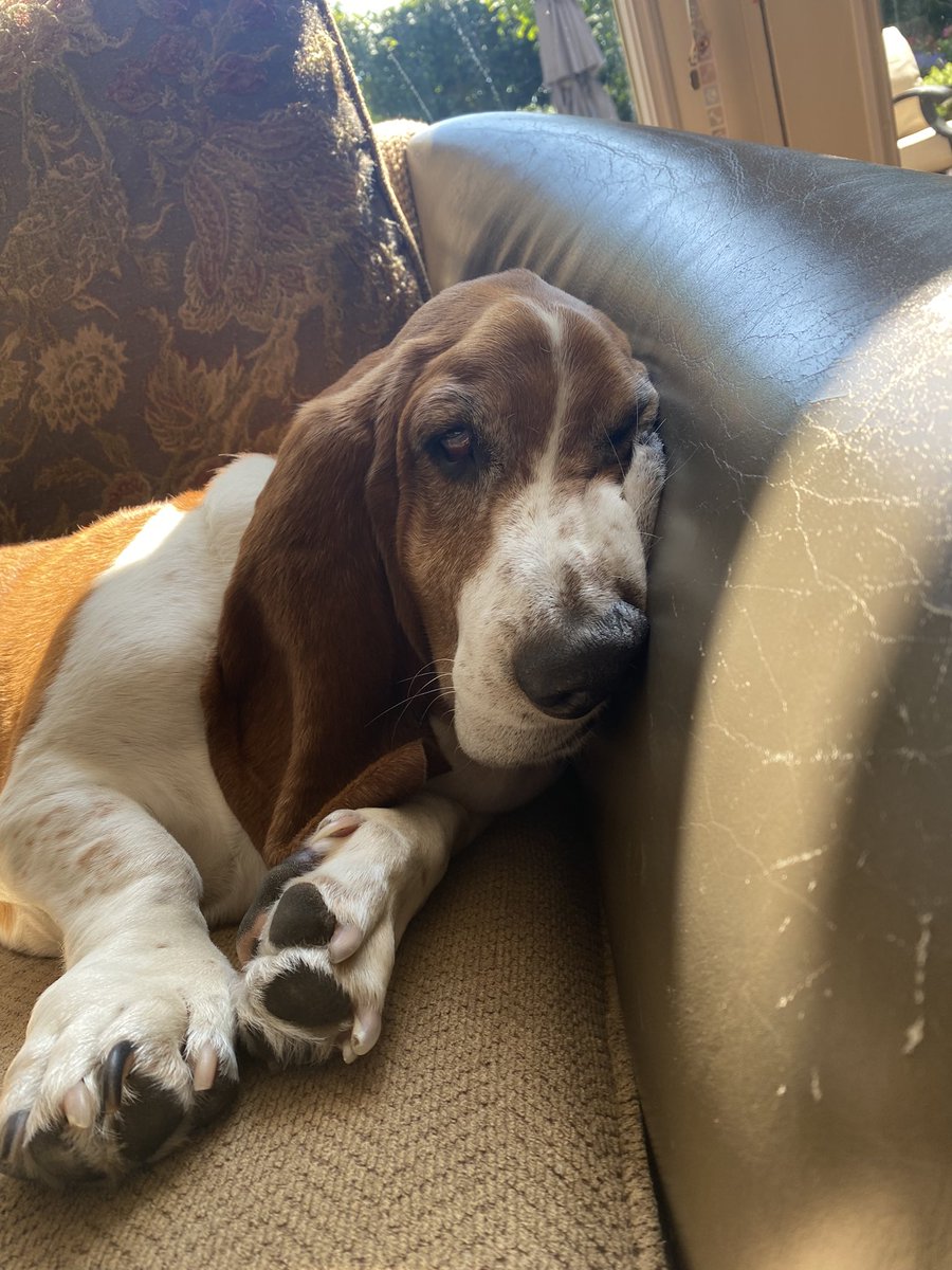 maddie_desj's tweet photo. Sundays are for Lazy Hound Days 💤💤💤 #MARK4022 #MeInSix https://t.co/UnzzVMOMfz
