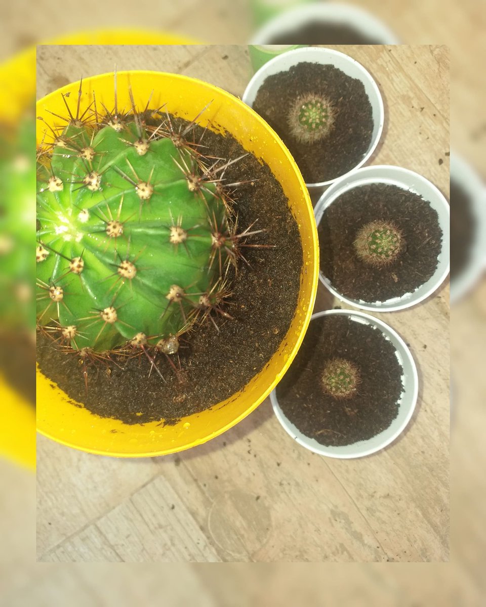 plantes chez pep tweet media