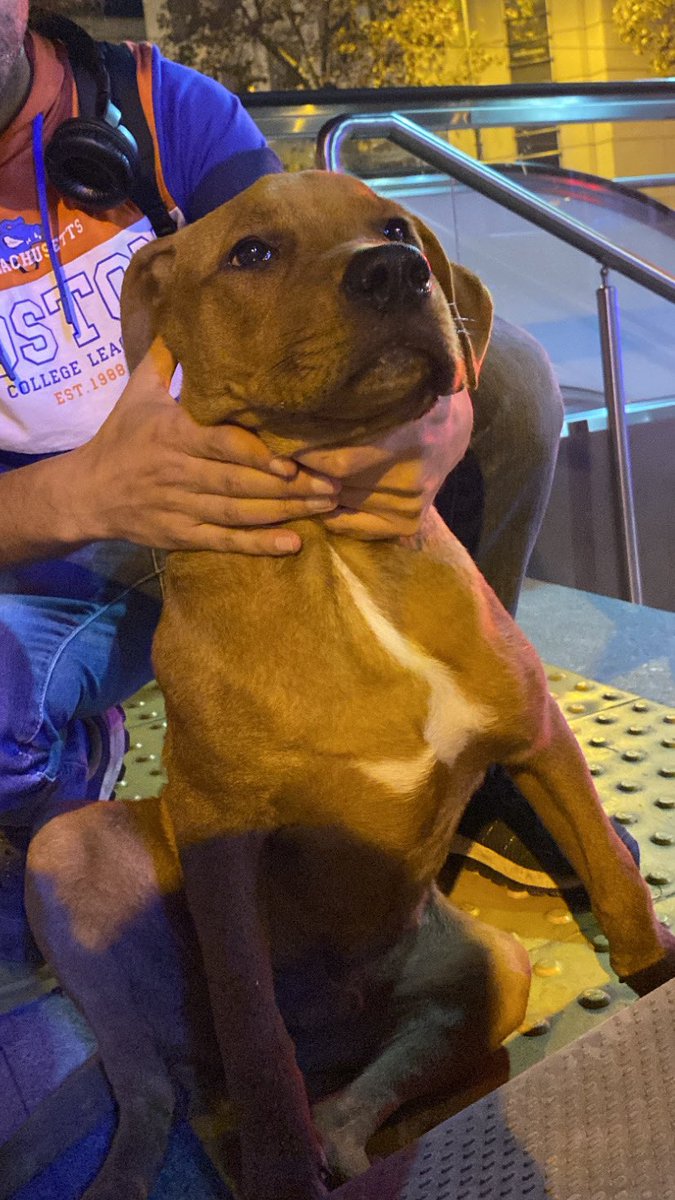 Kadıköy metro çıkışımda rıhtım starbucksın orada yaklaşık 7 8 aylık sanırım pitbull kırması erkek bir köpek var kayıp olabilir rt desteği istiyorum