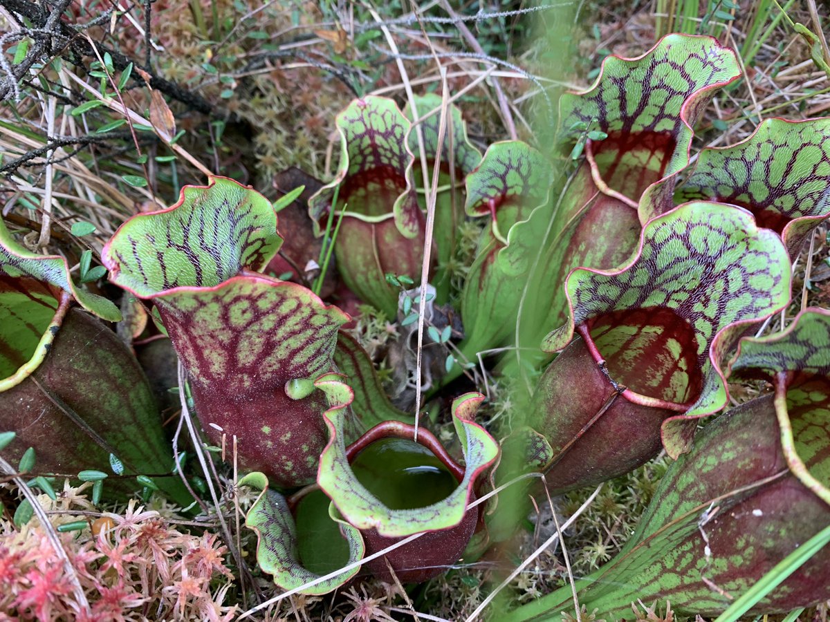 Danny Szydlowski tweet media