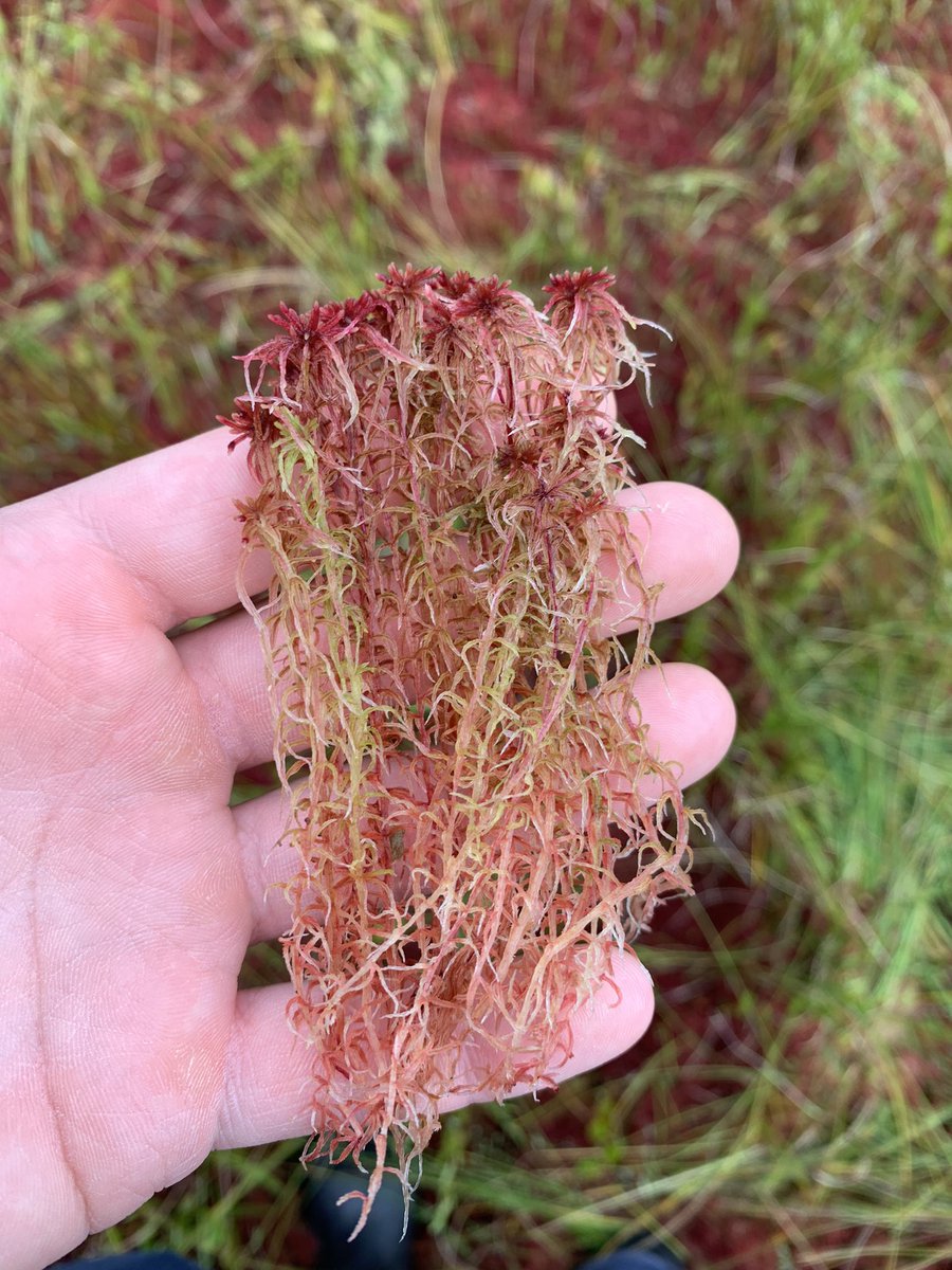 Danny Szydlowski tweet media