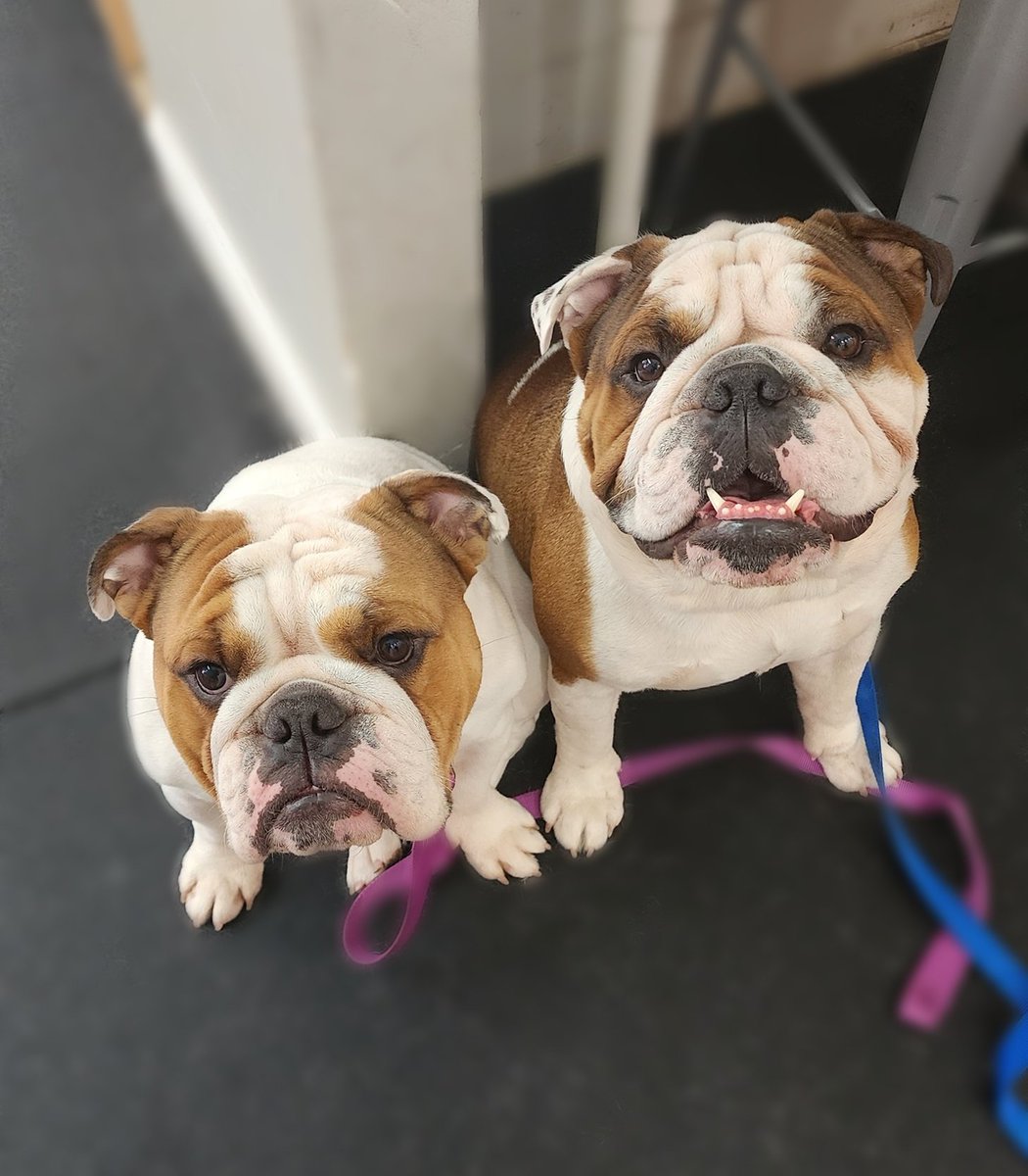 We started training camp almost a week ago! Hopefully by the end we'll surprise our parents on the manners we learned 
#icelovescoco