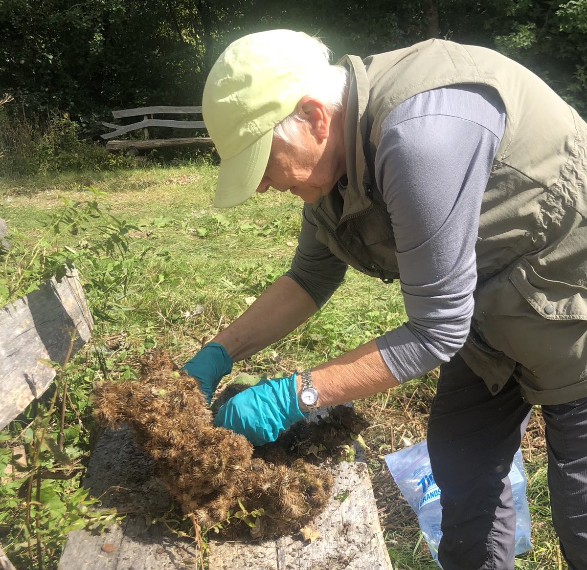 Maggie, the Bear Lady, collecting burrs and making Burr Bear #6
