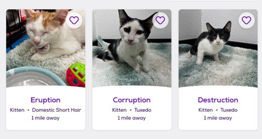 petfinder names tweet media