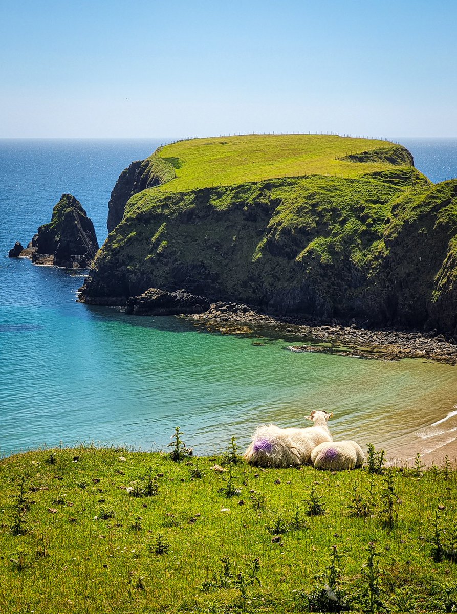 notionsontour's tweet photo. These sheep in Donegal definitely found the perfect sunbathing spot!
Sun, sea, sand and views. Perfect!
From our trip back in June 2022!
📍 #SilverStrand, Malainn Bhig, #Donegal
#DonegalViews #IrishSheep #DiscoveryPoint #VisitDonegal #WildAtlanticWay #DiscoverIreland https://t.co/2BGBzpY45r