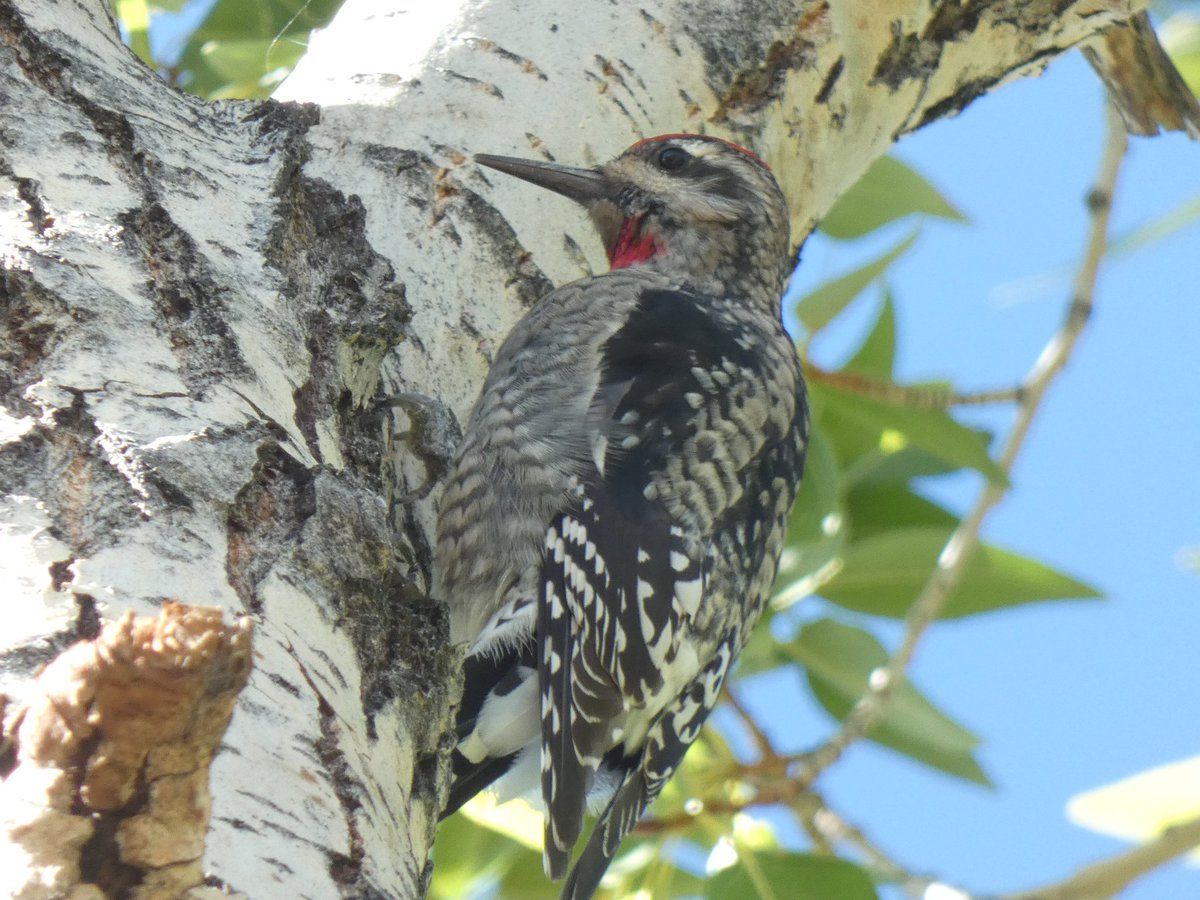 BRotness's tweet photo. Red-naped sapsucker in camouflage at Spring Meadow Lake today...
#birds #birding #nature
#birdwatching https://t.co/i3iPryYOIB