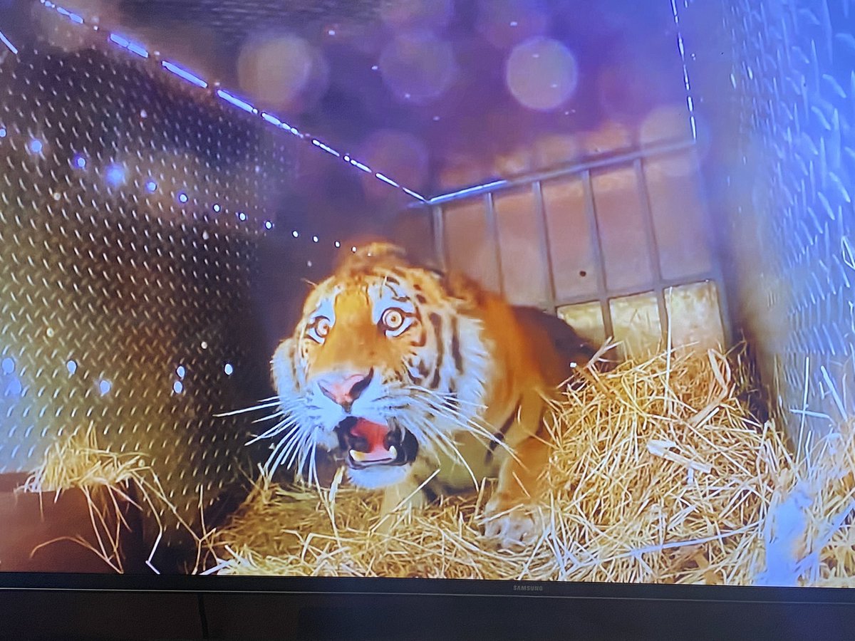 Bruh it’s a compilation videos of wild animals being set free in the wild, they get to the tiger, the tiger saw the jungle and really made this face