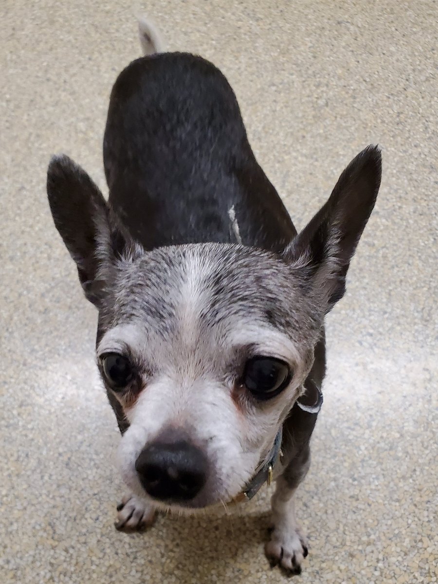 Jeanine Hazelton 🌻🐷🐶😼🐾 tweet media