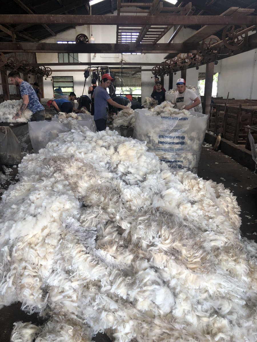 MartinicorenaF's tweet photo. Esquila zafra 2022, excelente la calidad de la Lana!!! Cosechando la mejor fibra natural por excelencia!!! https://t.co/xWzzKgNeKW