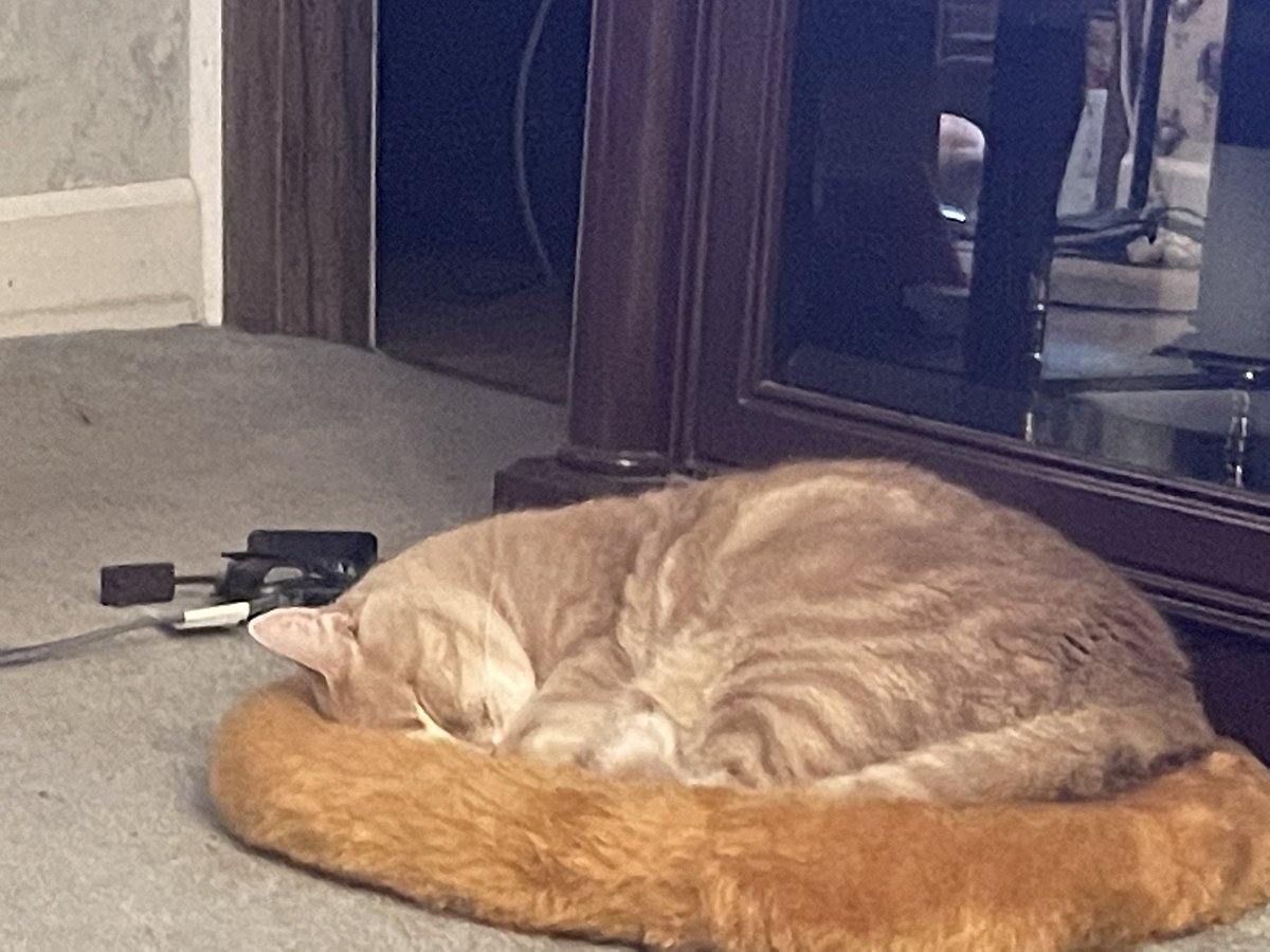 Ginger is asleep let’s make dreams and kiddos come true with #clearthelist #teachertwitter #BetterTogether #gifts  drop your list and retweet @mrszteachingla <a href="/4thteach2020/">Zahra (Miss. A)</a> <a href="/JMZiermann/">Janine M. Ziermann-Canabarro, PhD</a> <a href="/kristingreen04/">Kristin Clennon</a> <a href="/clearinglists/">Team Clear The List</a> @Niknike09 <a href="/mscastaneda143/">señorita.castañeda #clearthelist</a> <a href="/writermkane/">M. Kane 🌙</a> <a href="/writermkane/">M. Kane 🌙</a> woo hoo meow