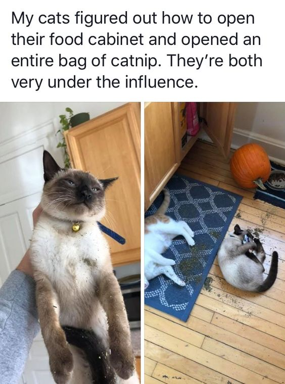 WholesomeMeme's tweet image. 