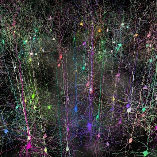 Pyramidal cells reside in the cortex, or the main brain. These cells are characterized by their triangular shaped cell bodies, and long axons.

By <a href="/ucl/">UCL</a> 

#neuroscience #neurotwitter #sciencetwitter #brain #Bioinformatics  #neurology #science #medicine #MedTwitter #biotech