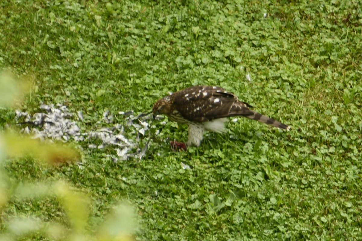 Simon C 🇨🇦 tweet media