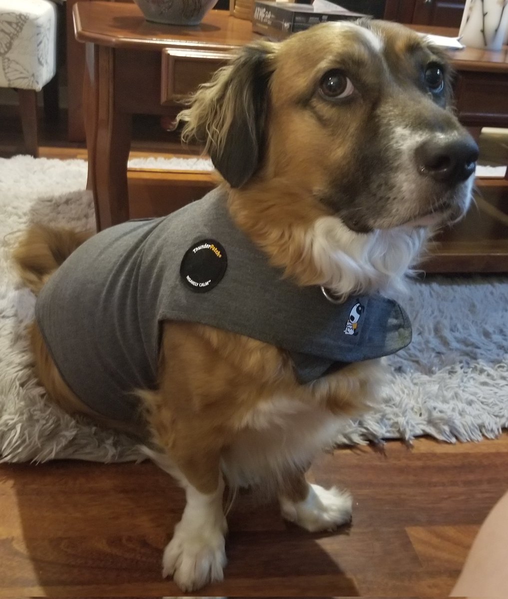 slanoue2016's tweet photo. #Brandy is in her #ThunderShirt because she gets #scared of #thunder #scaredofthunder #dogsarescaredofthunder #itsadogthing #scareddog #scareddoggy #scareddoggo #dog #dogs #cutie #thatface #sillydog #cutestdogever #socute #doggo #funnyface #gooddog #DogsOfTwitter #norainyet https://t.co/omooeuhm8c