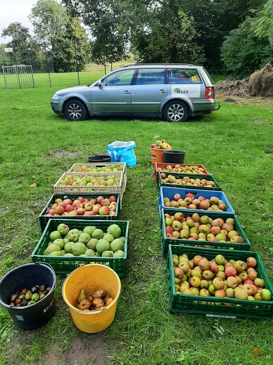 diebodem's tweet photo. Een mooie oogst appels en peren @SMeergroen 
#fruitbomen #appels #peren #hoofddorp #houtwijkerveld https://t.co/E6jfOFE5Wj