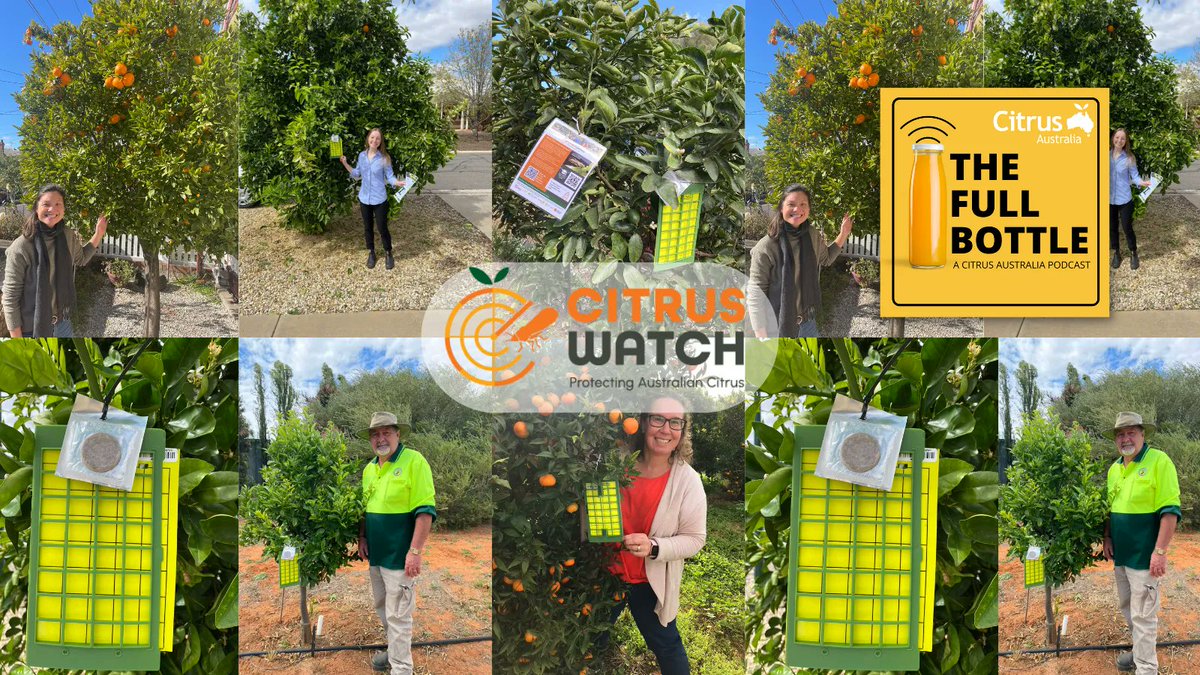 Episode 5 of The Full Bottle is out NOW! 
Who's watching your citrus? Tune in to find out from special guests Andie and Jess as they explain CitrusWatch 🍊
Listen here: buff.ly/3y9WOZS
