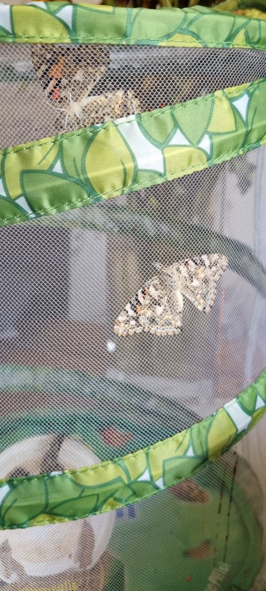 donnakins2's tweet photo. Olivia has been looking after her 5 caterpillars🐛 (Sporty, Posh, Scary, Baby, Ginger) for 3-4 weeks and this weekend they have turned into beautiful butterfly's. @insectlore @StSaviourCE  we can't wait to release them in a couple of days. 🦋🦋🦋🦋🦋 https://t.co/t45hlddg7V