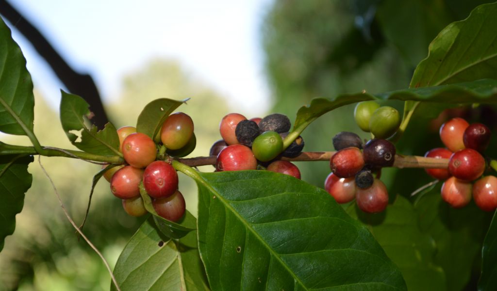 ecoCoffeeStore's tweet photo. Did you know that light roast coffee has more caffeine than dark roast coffee? The longer coffee is roasted, the more caffeine is cooked from the bean. Find out more about roasting levels over on our blog: https://t.co/KqPvOY9cVq
#lightRoastCoffee #coffeeRoast #coffeeFanatics https://t.co/luqiF6pUY1