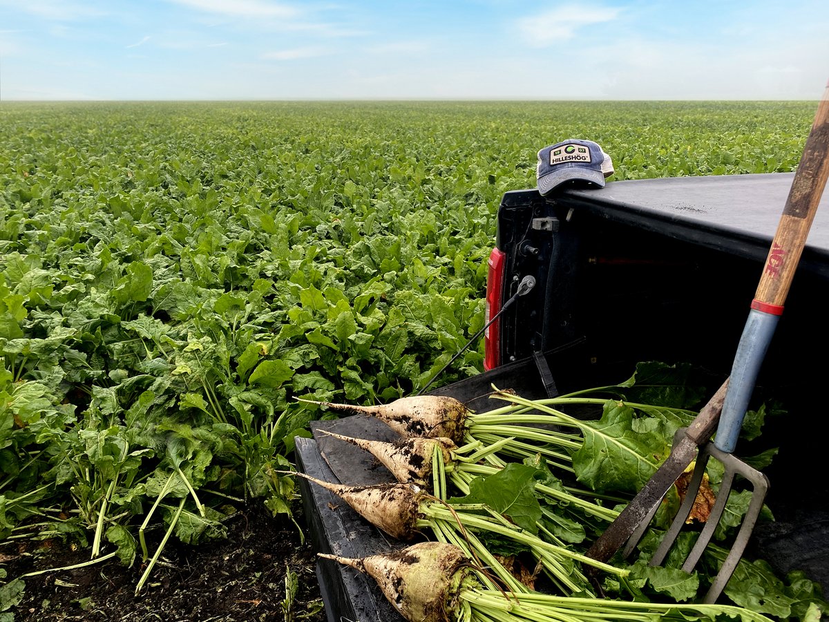 Pulling beets for sugar samples. This coming season is a new reason to plant Hilleshög!

#hilleshog #sugarbeet