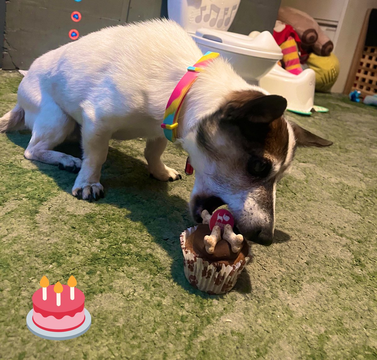 Stephanie Harvey tweet media